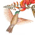 colibrì